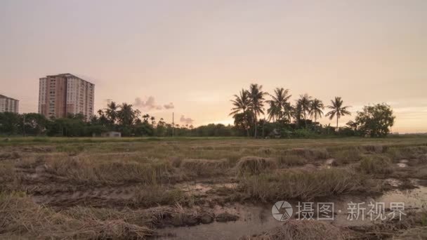 Timelapse pannning 稻田收获后的水稻田