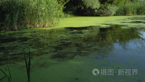 夏天河风景视频