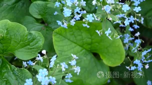 勿忘我森林蓝色花。紫草科。Myos tis。拍摄静态相机视频