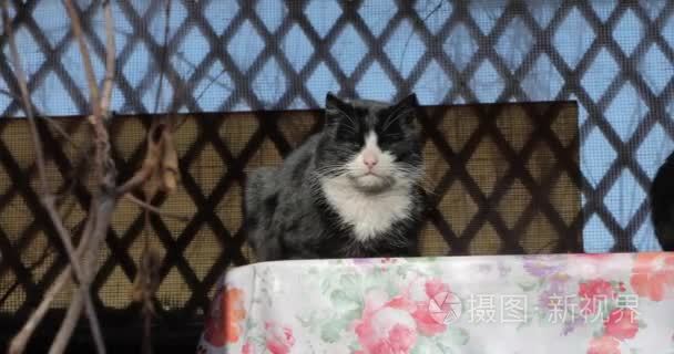 黑白相间的猫在阳光下晒太阳视频