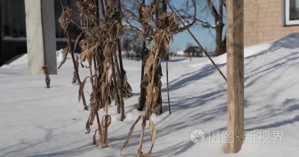 冬季干植物特写视频