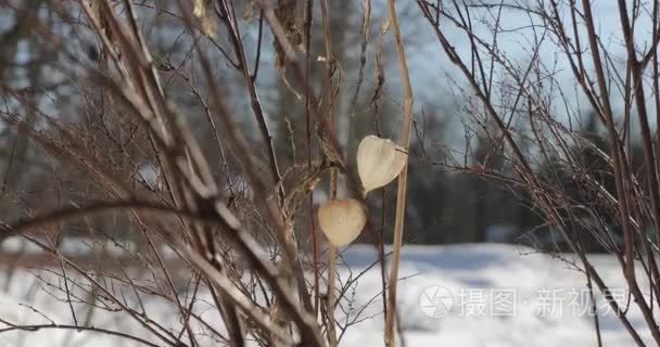 冬季干植物特写视频