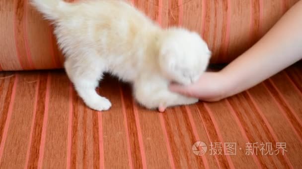 米色小猫玩儿童手视频