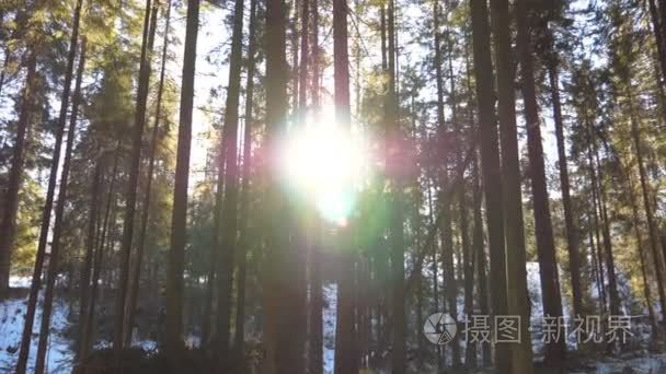 多莉拍摄的太阳光打破了树木在清晨。温暖的阳光照亮植物在冬天。美丽的山地松树林, 阳光灿烂。自然的背景。慢动作视频