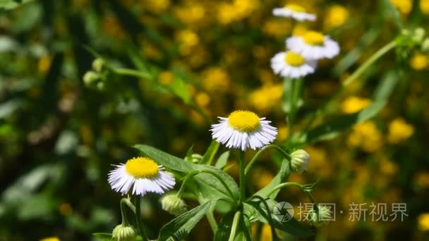 野生洋甘菊花草过绿色的风中视频