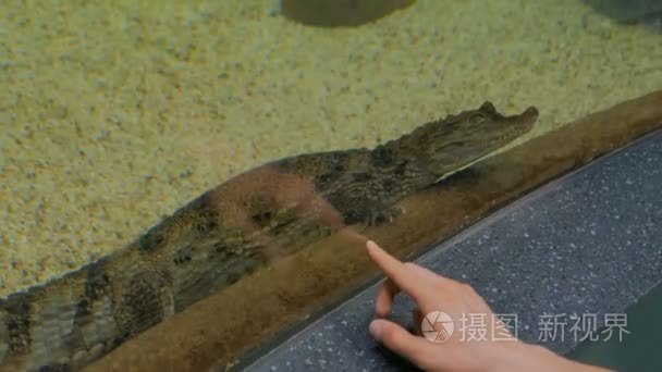 水族馆里的小鳄鱼游泳视频
