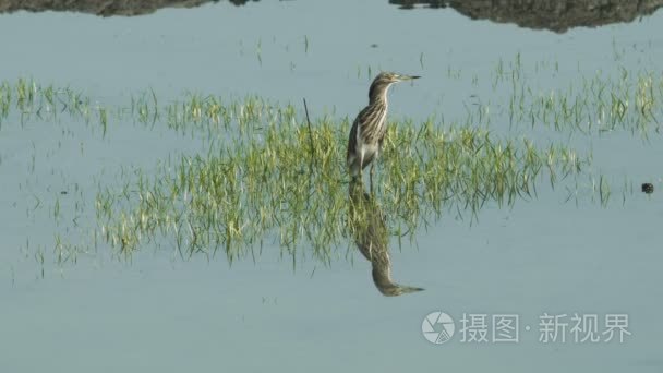 中国池鹭视频