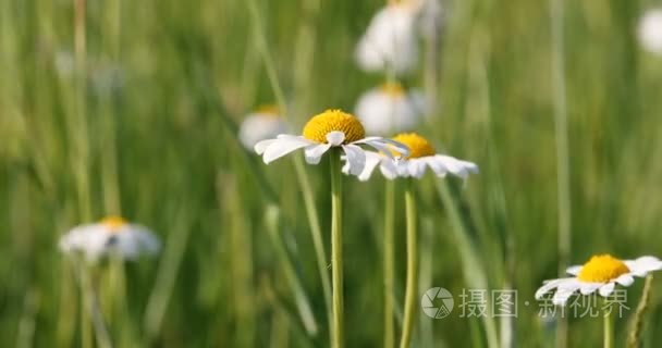 春菊花玛格丽特花场视频