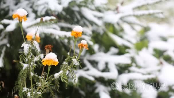 披着第一雪的黄花视频