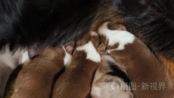 小狗澳大利亚牧羊犬吃妈妈奶  互相推挤。竞争与生存斗争