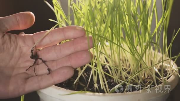 从事年轻植物选择和研究的专业植物学家。农夫植物在分开的杯子