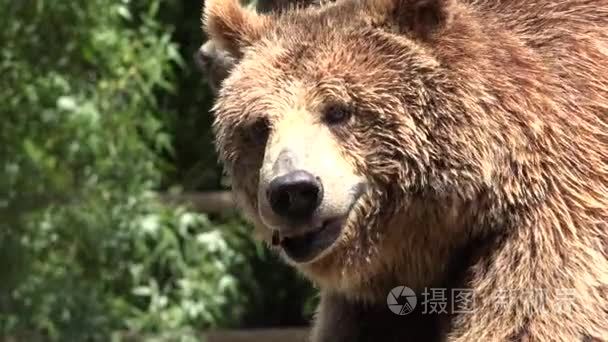 棕熊野生动物视频