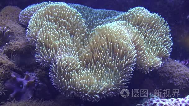 海洋生物水下海海葵视频