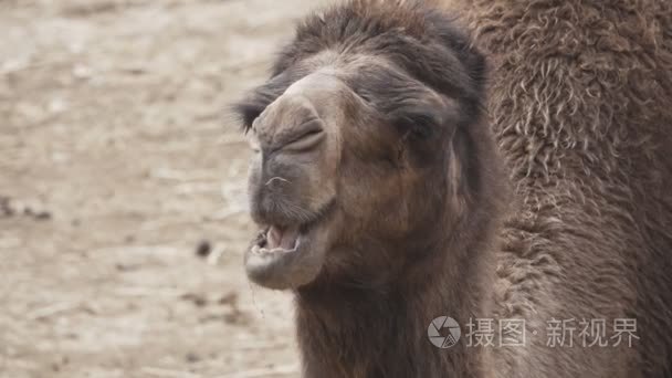 单峰骆驼骆驼咀嚼超慢动作视频