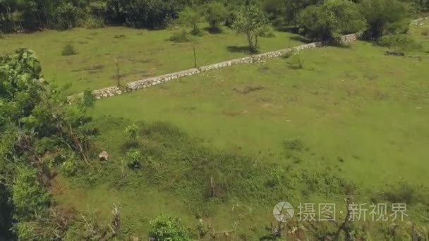 巴厘岛岸边悬崖鸟瞰的灌木丛视频