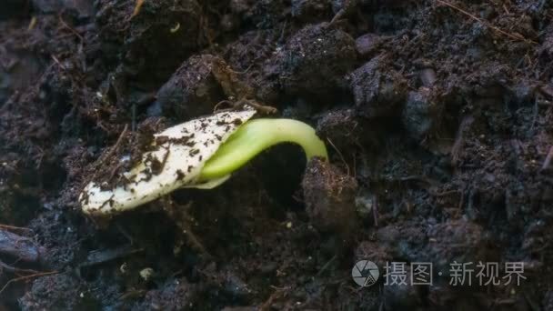 发芽种子发芽植物生长小芽从地面农业概念的春天夏天 timelapse