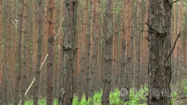 樟子松人工林树皮在国家级自然保护区夏天 pisky  扩张和部分侵入物种  创造统治社会  挤出其他种类的植物