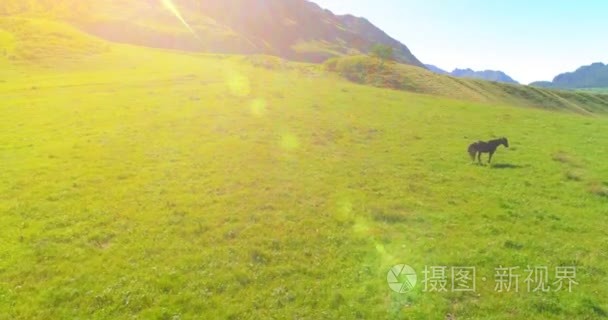 在草地上的野马羊群飞行。春山野自然。自由生态学概念