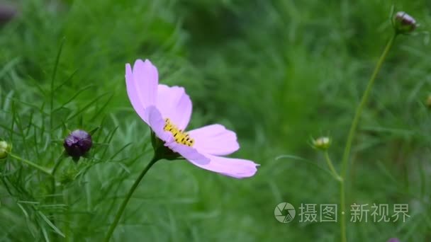 花坛上美丽的宇宙花朵视频