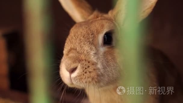 动物农场笼子里的兔子特写视频