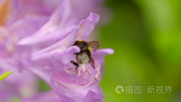 大黄蜂从粉红色的花朵上取花蜜视频