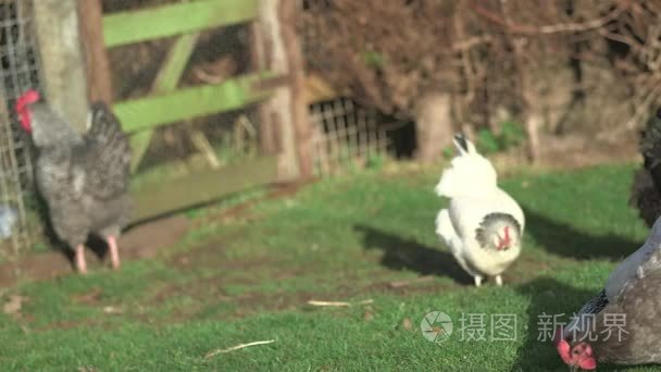 鸡在自然农场环境中行走和进食视频