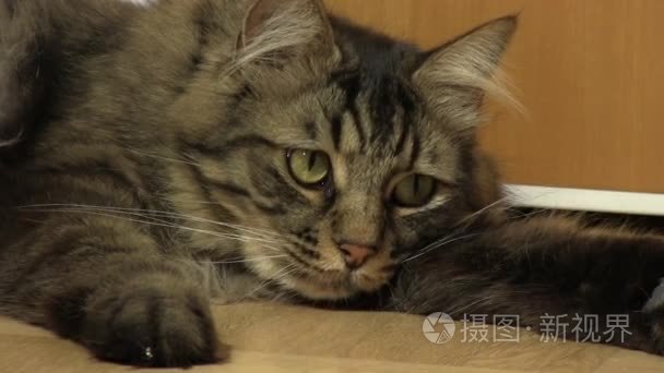 国产长毛虎猫在木门前玩耍视频