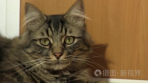 家养的猫在木门前面视频