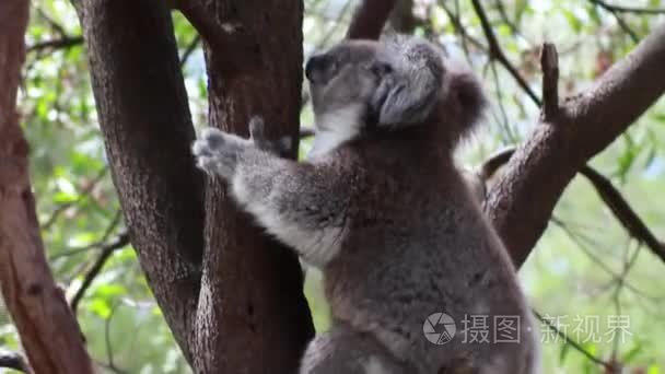 在树上攀爬的考拉熊徒手拍摄视频