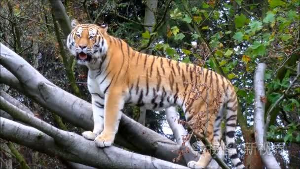 西伯利亚老虎站立在大树分支视频