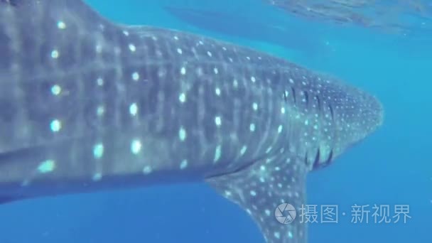 鲸鱼鲨鱼捕食海岸浮游生物视频