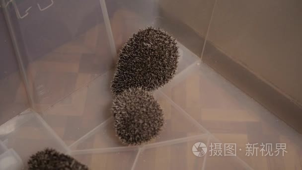 女人手把宠物可爱的刺猬放进塑料盒