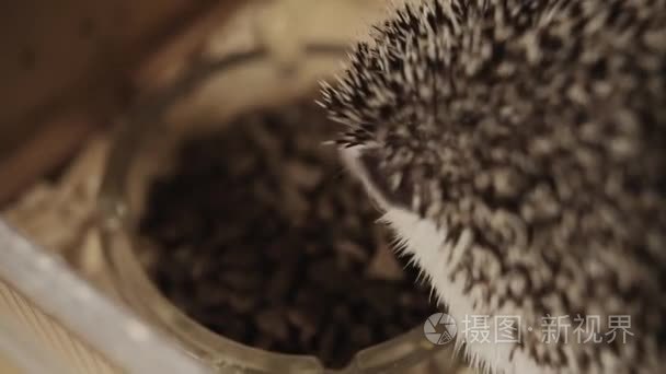 小宠物家务刺猬吃碗里的食物视频