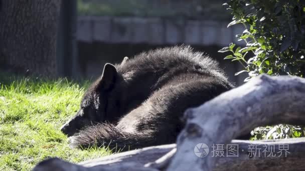 灰狼 (犬的狼疮), 也被称为木材狼或西狼, 是狗原产于荒野和偏远地区