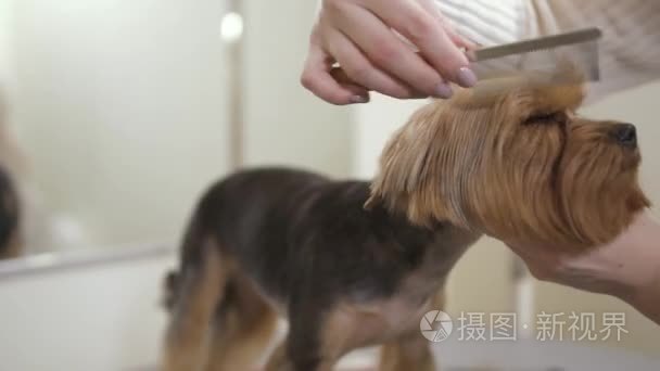 美容师梳可爱小狗视频