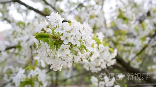 绽放的白色樱花花的特写视频