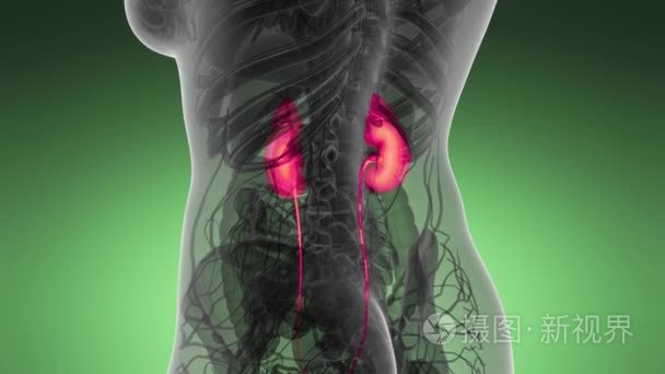 人体肾脏的科学解剖扫描发光视频