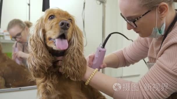 美容师剃在沙龙剃刀的卡卡猎犬视频