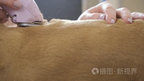 皮犬剃须毛皮视频