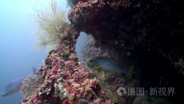 马尔代夫海床背景下的条纹黄鱼视频