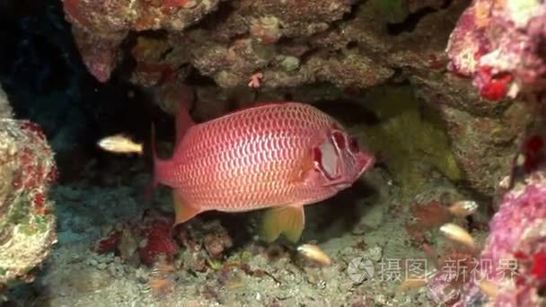 海底珊瑚中的鲜红鱼视频