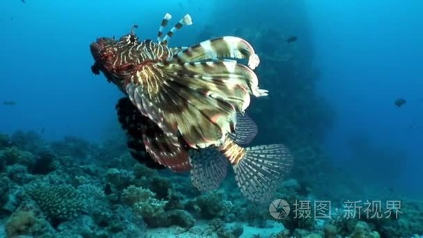 大型捕食者常见条狮子鱼 Pterois volitans 在红海捕鱼