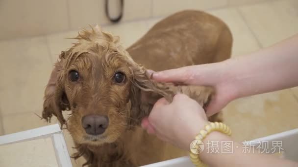 沐浴中女子洗金猎犬的皮毛视频