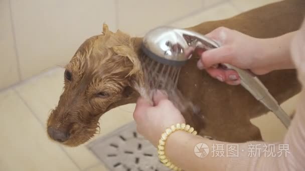 沐浴浴中金皮猎犬的洗涤工艺视频