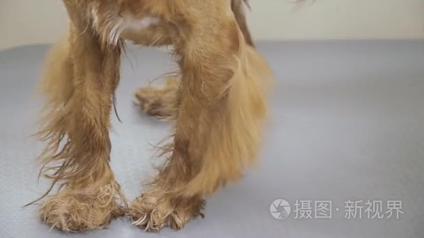 美容师干爪金卡猎犬视频