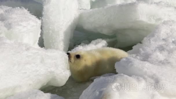 可爱的新生海豹狗在冰看照相机