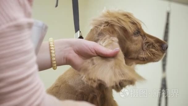 美容师干和梳皮猎犬毛皮视频