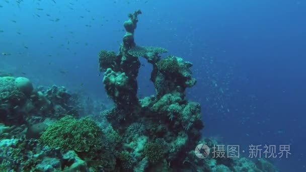 珊瑚礁异常形状视频