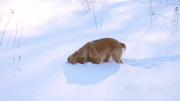 金黄狩猎狗吃雪视频