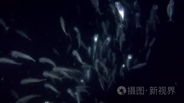 鲭鱼学校在夜间喂浮游生物视频